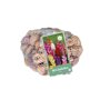 Gladiolenbollen Mix (netzak van 60 stuks)